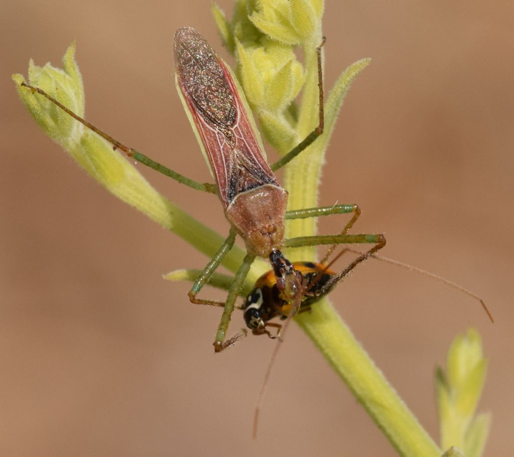 Reduviidae: Zelus renardii (Kolenati, 1857)